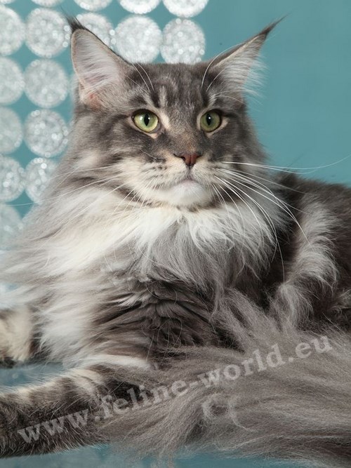 maine_coon_5 (Race)